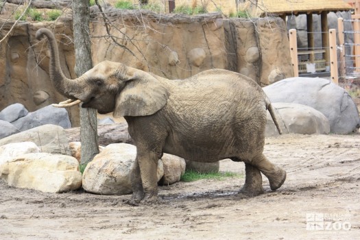 Elephant Reaching 2