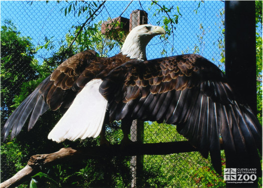 Eagle, Bald Wings Spread