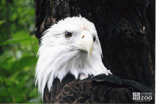 Eagle, Bald Head Shot