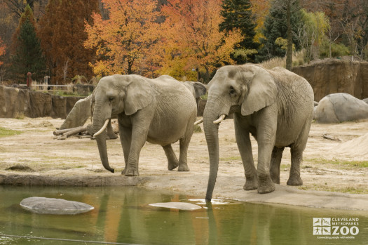 Elephant Drinking