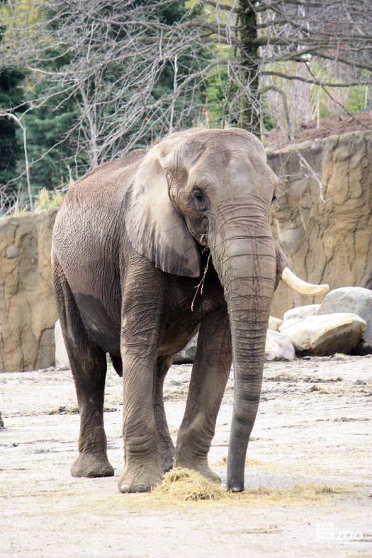 Elephant Ears Down