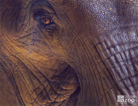 Elephant Extreme Close Up