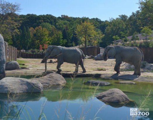 Elephants Walk Past Pool