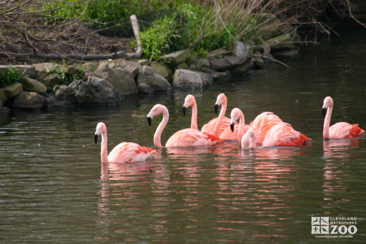 Flamingos, Chilean Swimming