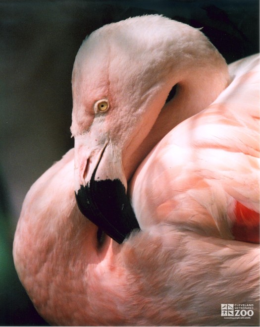 Flamingos, Chilean Close up