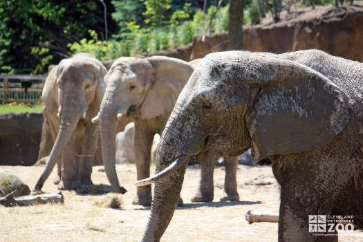 Elephants 3 Together