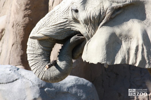 Elephant Trunk