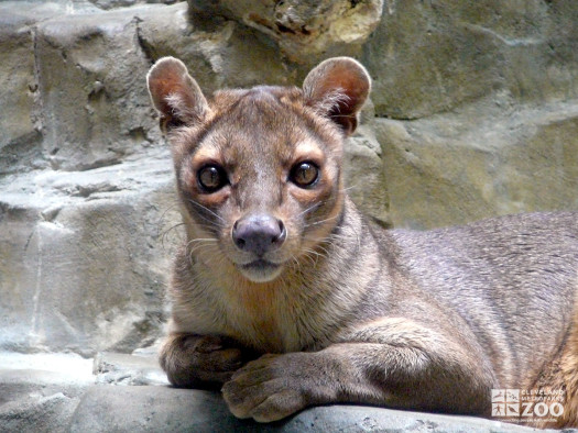 Fossa Close Up