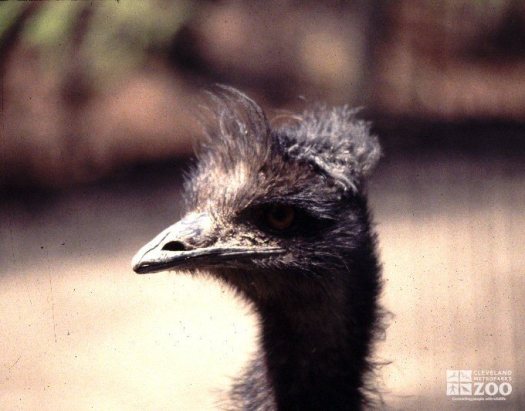 Emu Head Shot