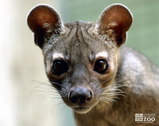 Fossa Head Shot