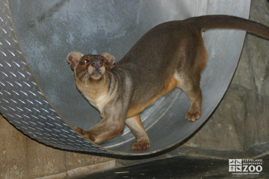 Fossa at Play