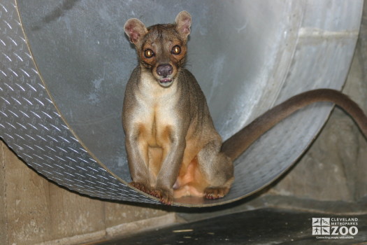 Fossa at Play 2