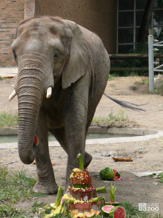 Elephant Enrichment at Old Pachyderm Building