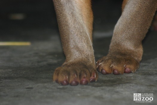 Fossa Feet