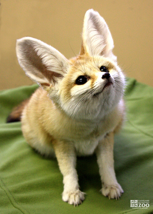 Fox, Fennec