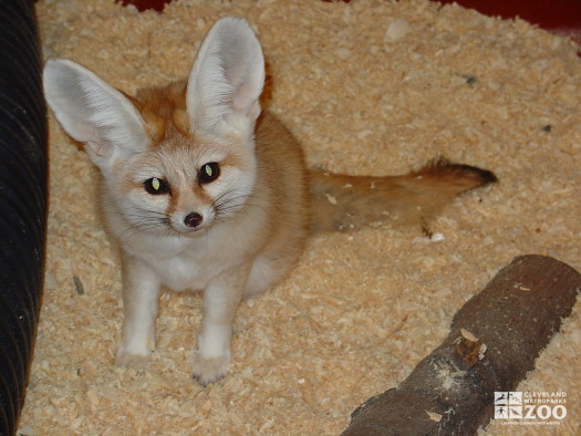 Fox, Fennec2