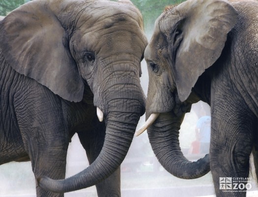 Elephants Face to Face at the Old Pachyderm Building