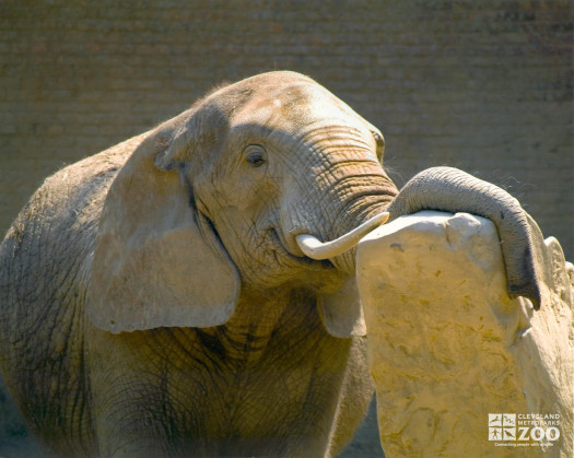 Elephant Scratching on Rock at the Old Pachyderm Building