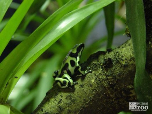 Frog, Green-and-Black Poison Dart in Vegetation
