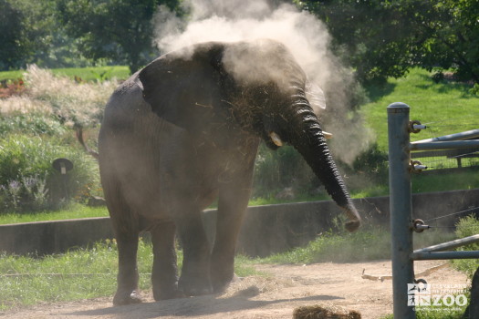 Elephant Knocking the Dust Off at the Old Pachyderm Building