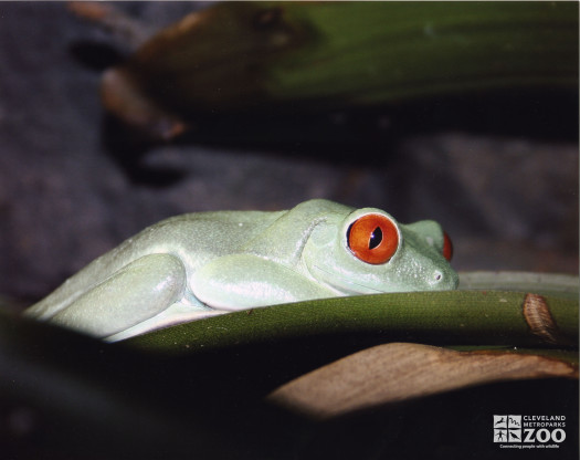 Frog, Red-Eyed Tree