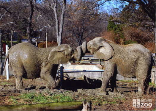 Elephants Wrapping Trunks at the Old Pachyderm Building