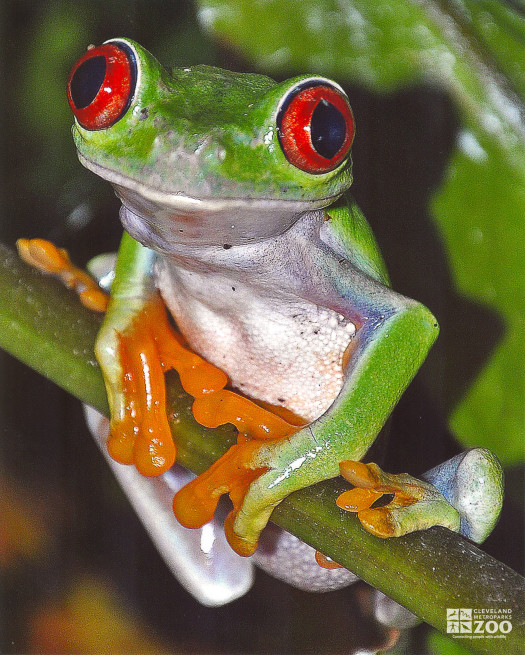 Frog, Red-Eyed Tree Head Shot