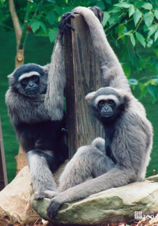 Gibbons, Mueller's 2