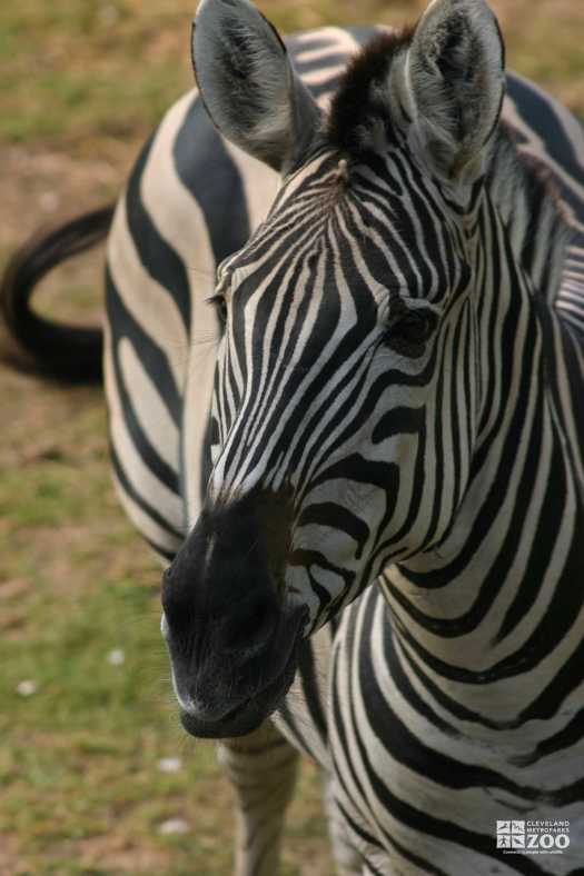 Zebra Close Up