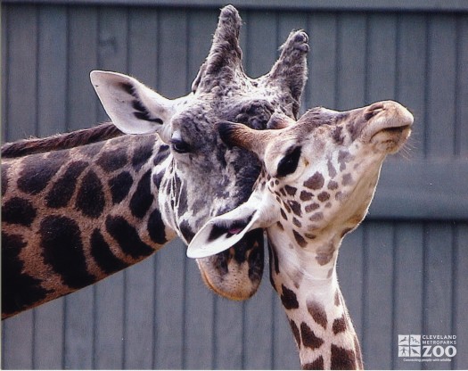 Giraffe and Youngster