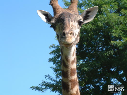 Giraffe's Head in the Sky