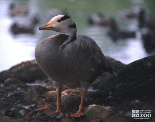 Bar-Headed Goose2