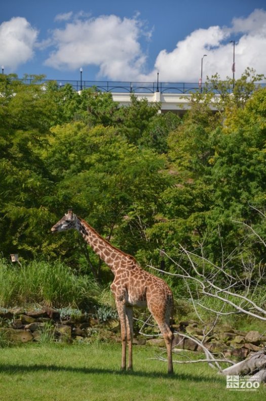 Giraffe and Bridge