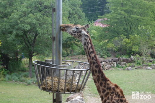 Giraffe at Feeder