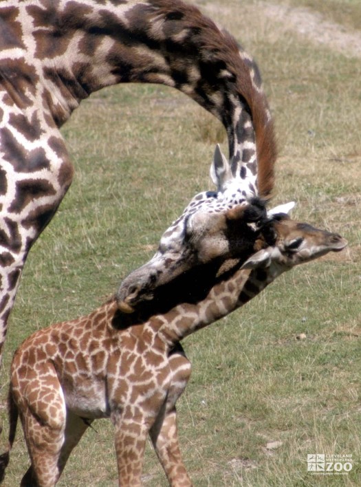 Giraffe and Youngster 2