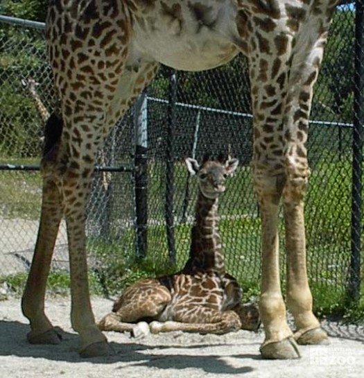 Giraffe and Youngster 3