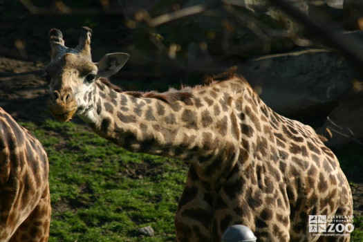 Giraffe Bending Neck