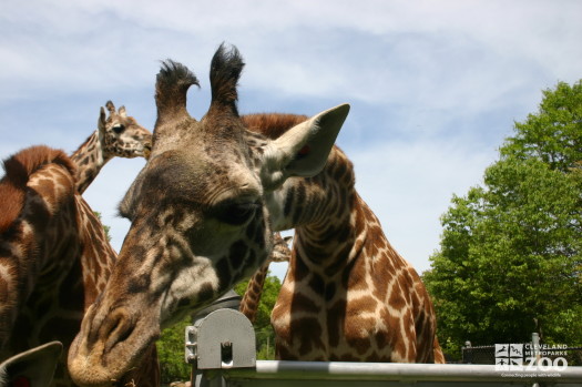 Giraffes over Fence