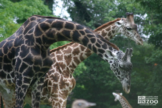 Giraffes Bending Necks