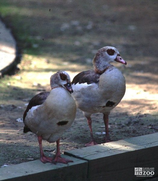 Pair of Egyptian Geese