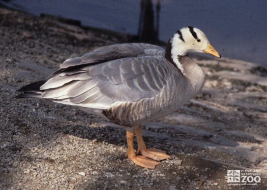 Bar-Headed Goose Profile Right