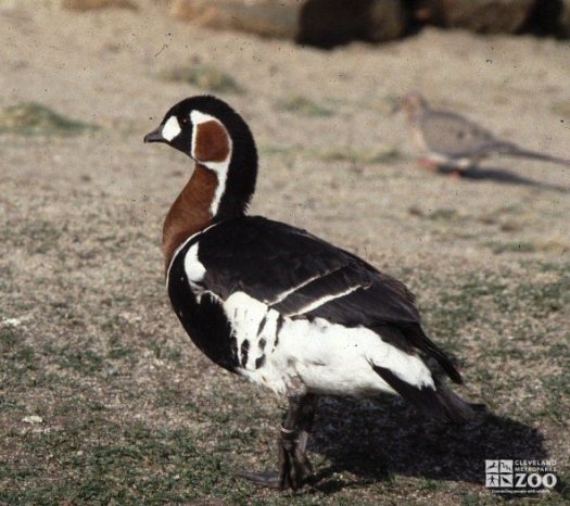 Red-Breasted Goose Profile