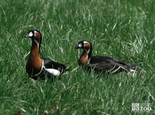 Red-Breasted Goose Pair