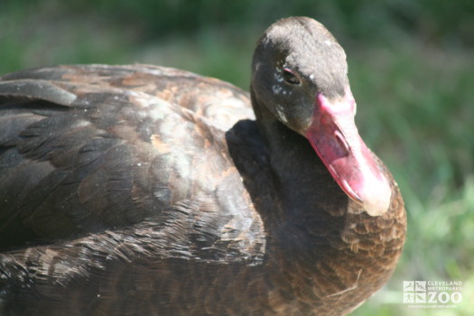 Spur-Winged Goose