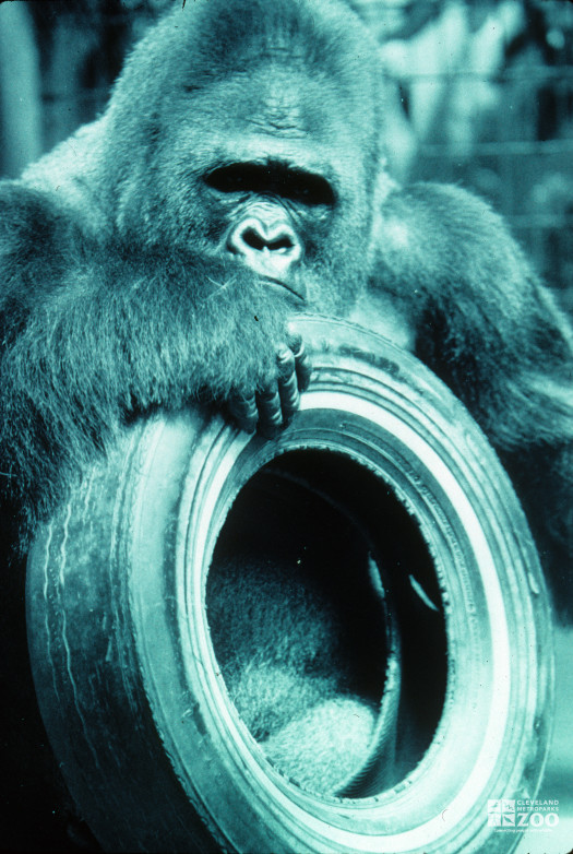 Blue Gorilla with Tire 3