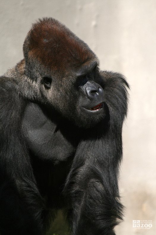 Gorilla Looking to the Side