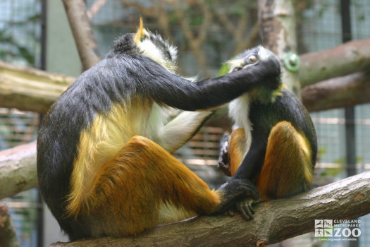 Wolf's Guenon Pair 3