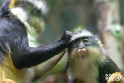 Wolf's Guenon Grooming