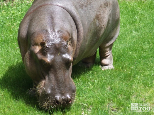 Hippo, Blackie Upclose 2