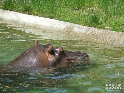 Hippo, Blackie  Swimming 2